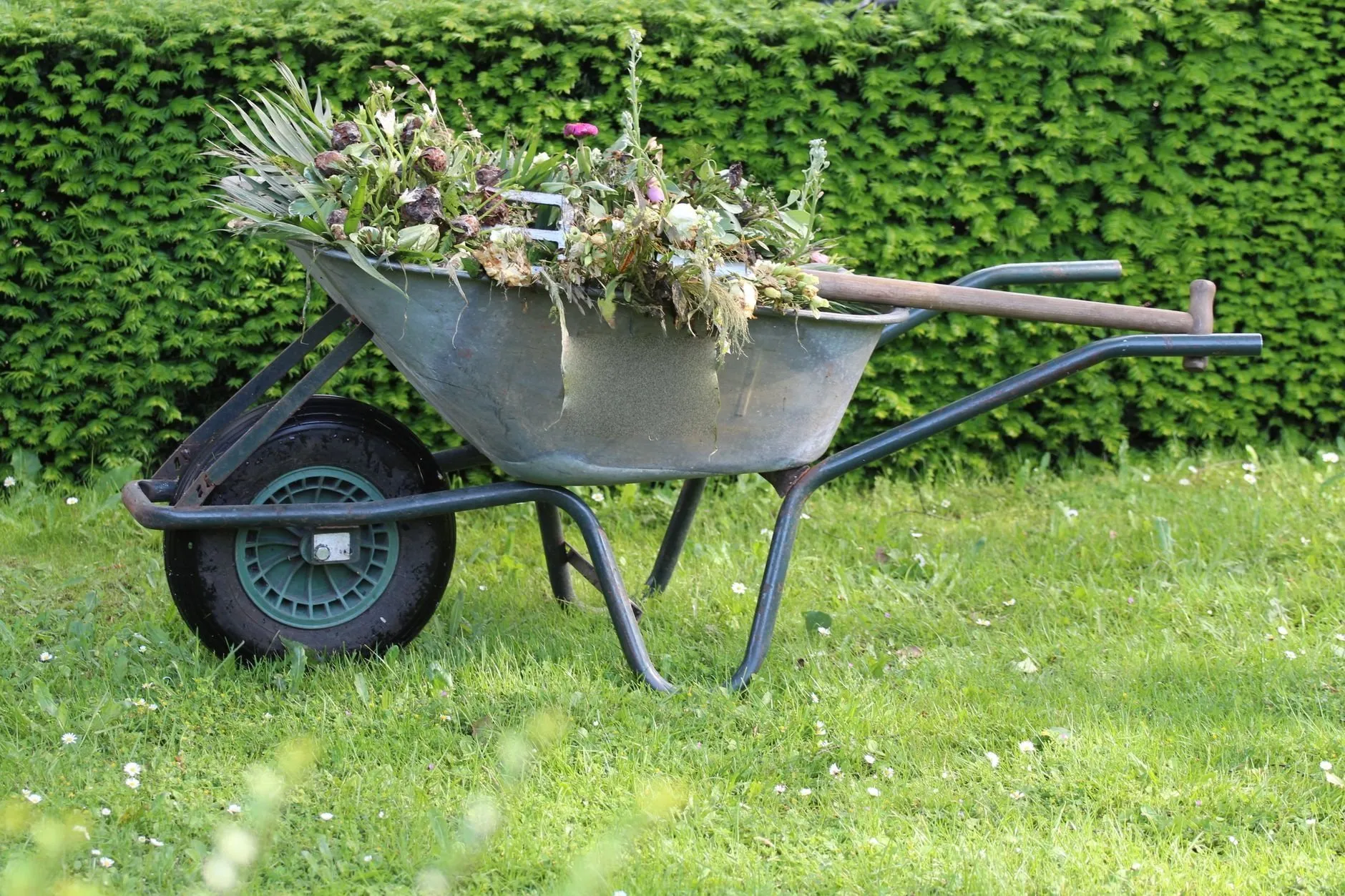 A wheelbarrow heaped with garden cuttings on a lawn in front of a clipped hedge